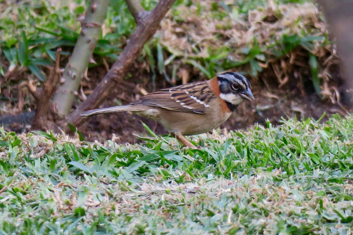 Rufous-collared Sparrow - ML140563271