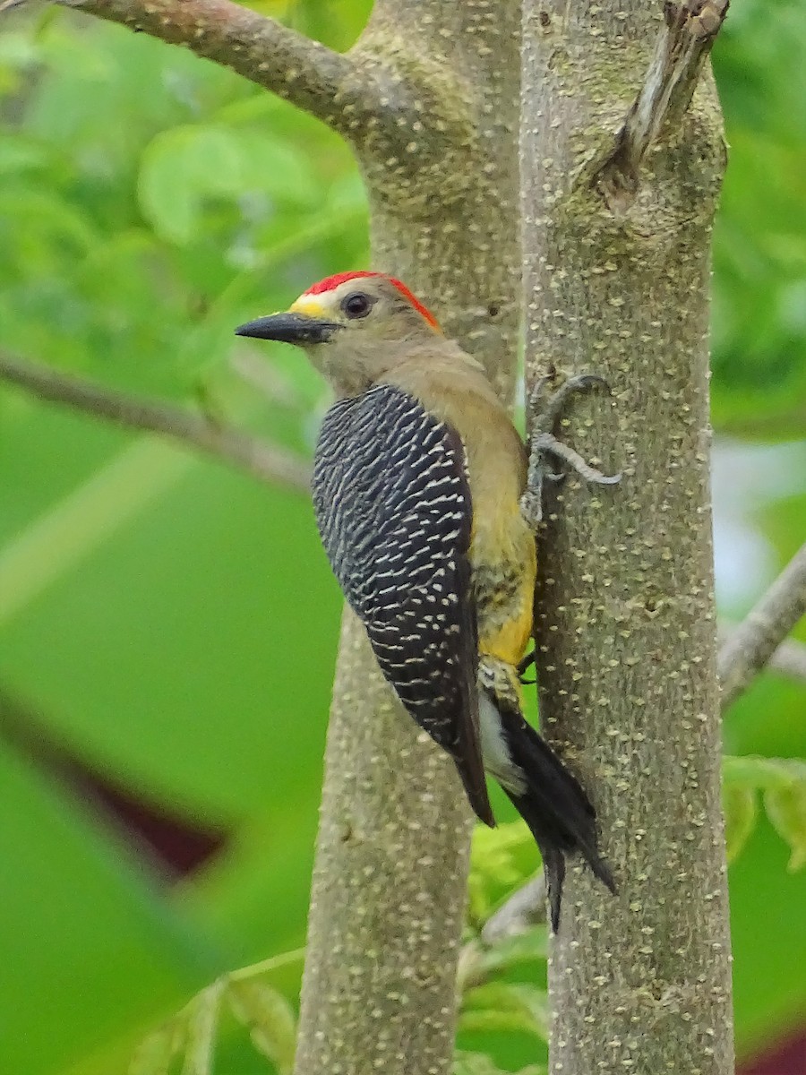 Golden-fronted Woodpecker - ML140563371