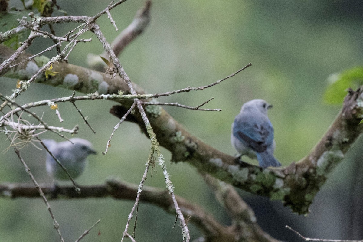 Blue-gray Tanager - ML140563451