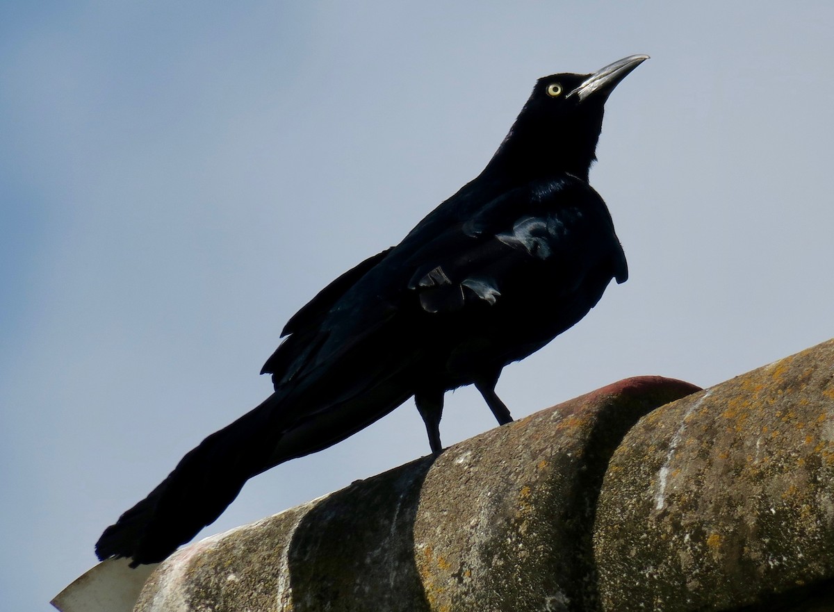 Great-tailed Grackle - ML140563521