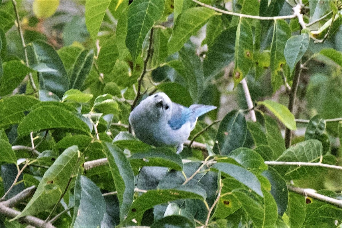 Blue-gray Tanager - ML140563871