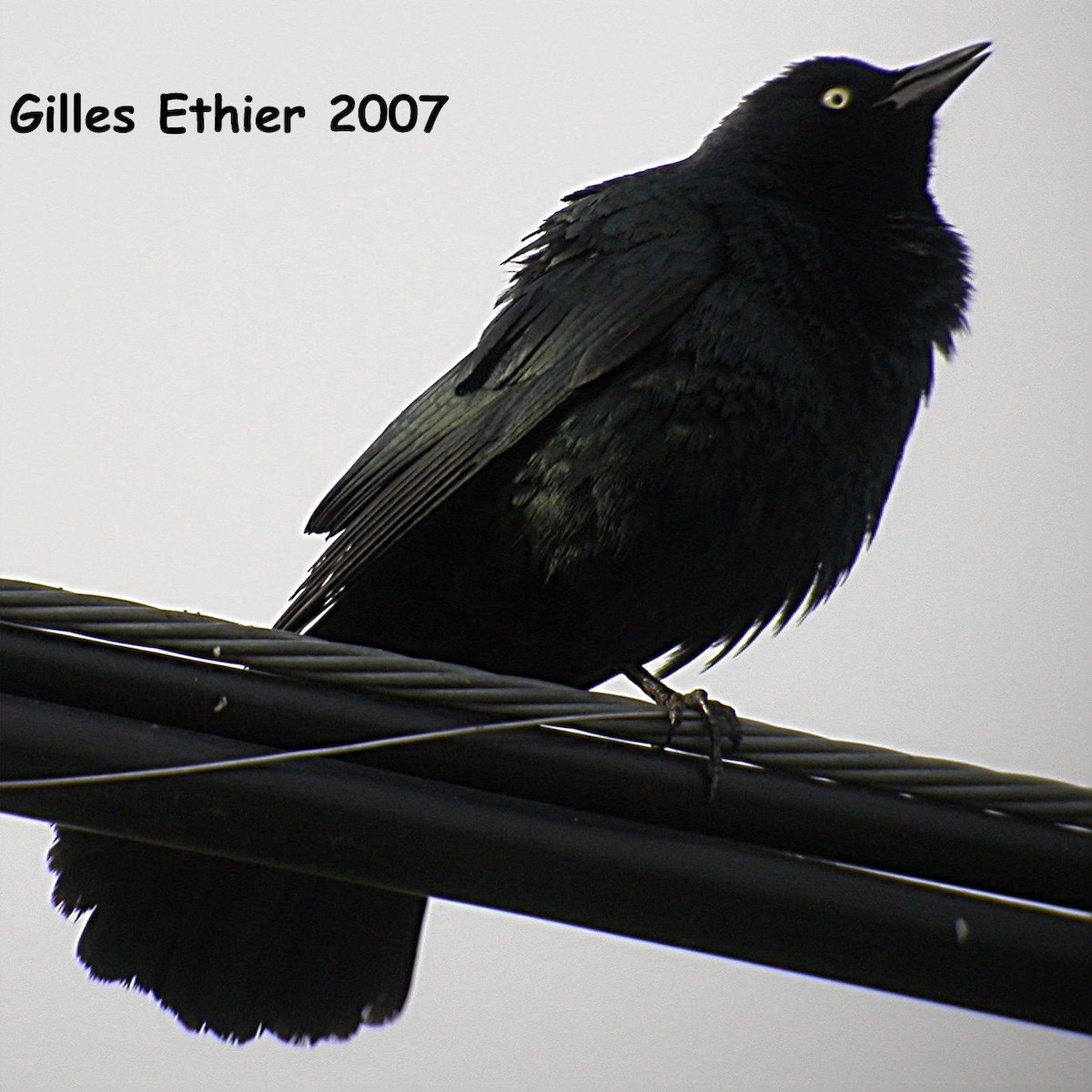 Brewer's Blackbird - Gilles Ethier