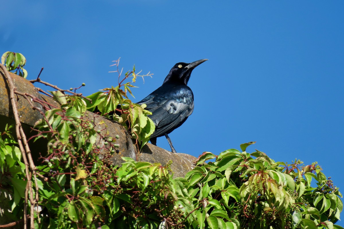 Great-tailed Grackle - ML140563951