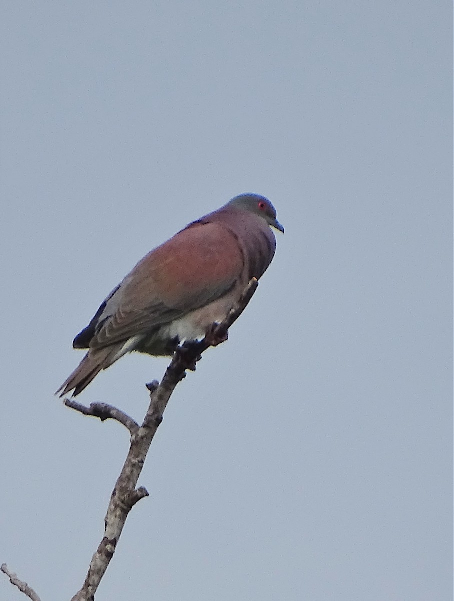 Рыжспинный голубь - ML140564011