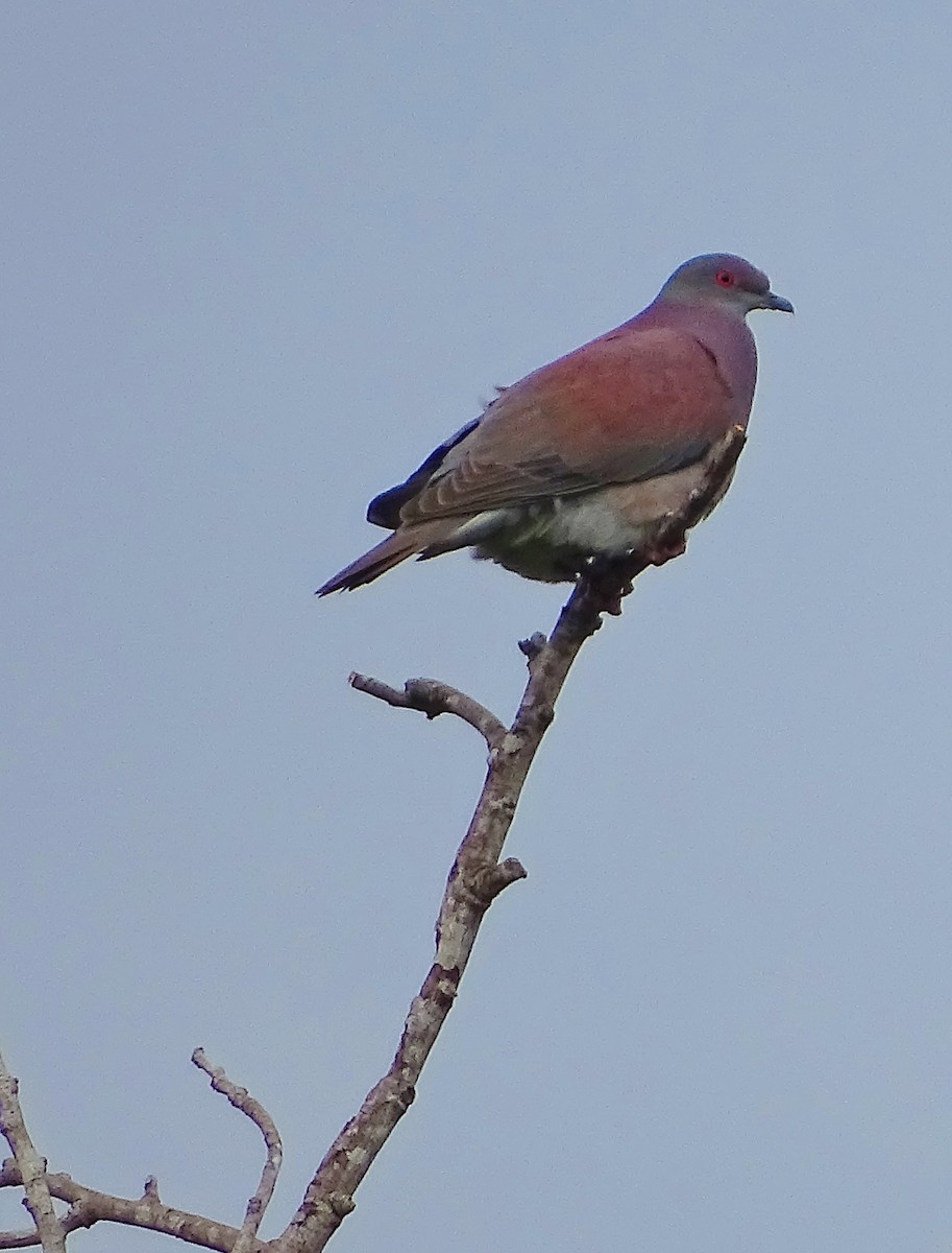 Рыжспинный голубь - ML140564051