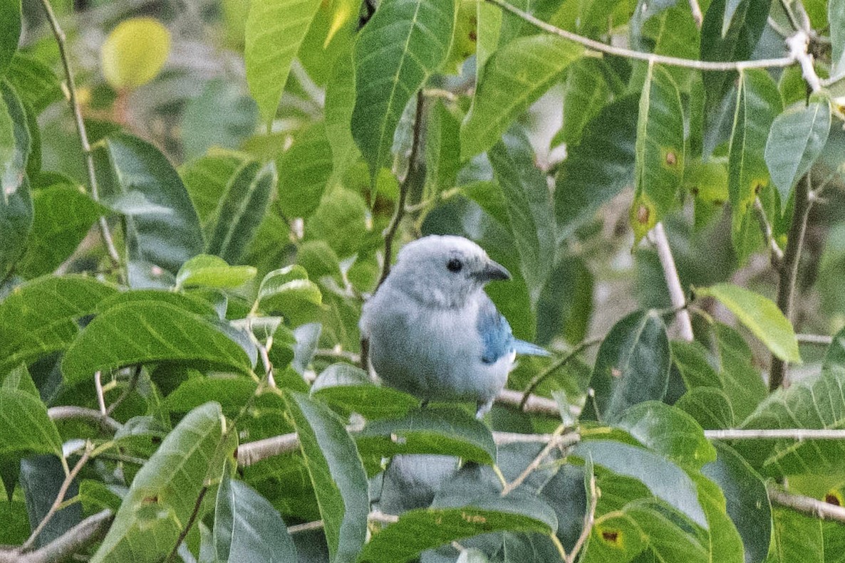 Blue-gray Tanager - ML140564161