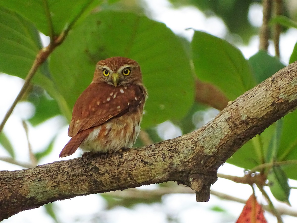 Ferruginous Pygmy-Owl - Alfonso Auerbach