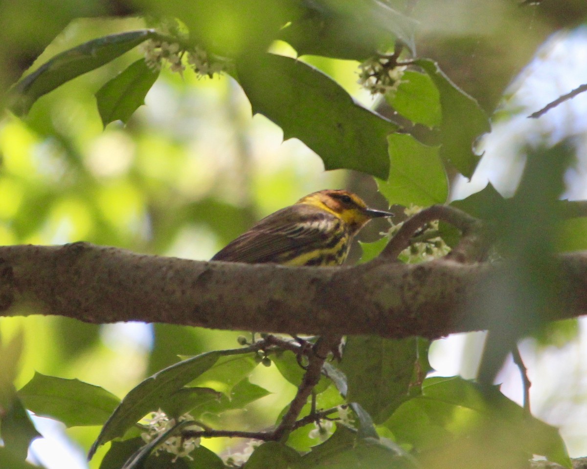 Cape May Warbler - ML140566591