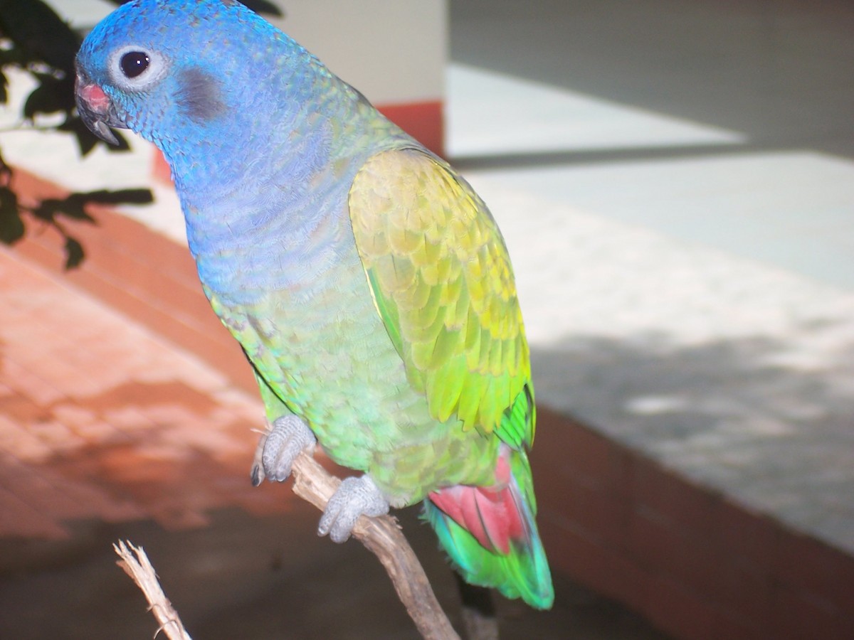 Blue-headed Parrot - John Cassell