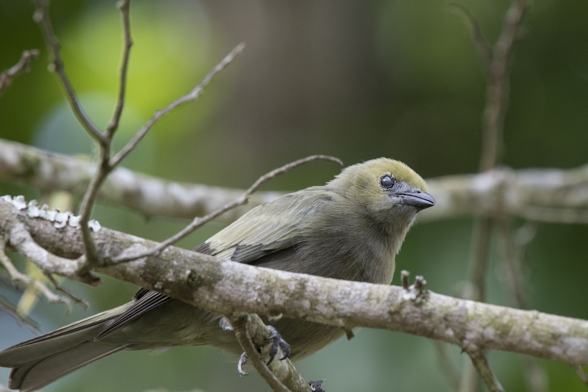 Palm Tanager - ML140568141