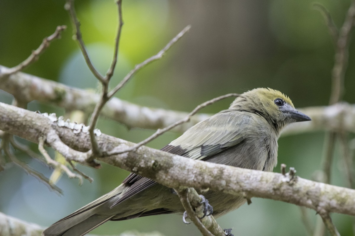 Palm Tanager - ML140568201