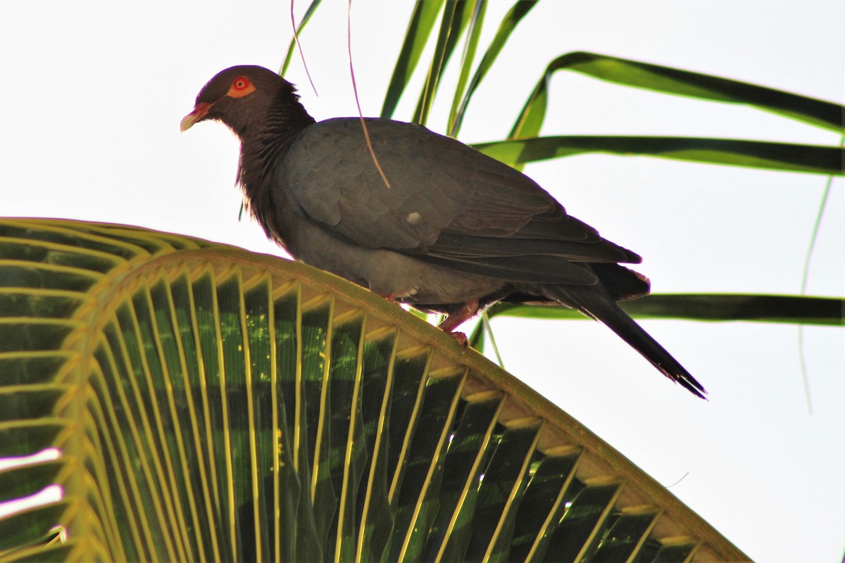 Scaly-naped Pigeon - Taylor Brown