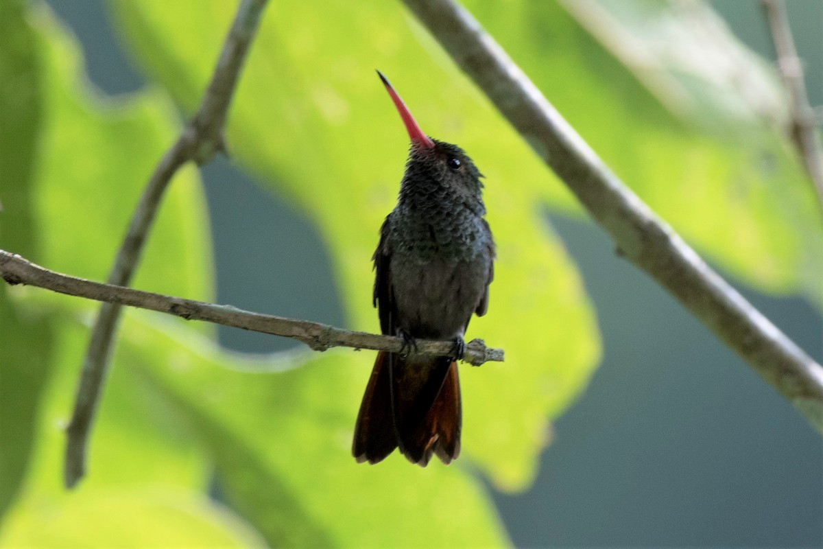 Rufous-tailed Hummingbird - ML140569291