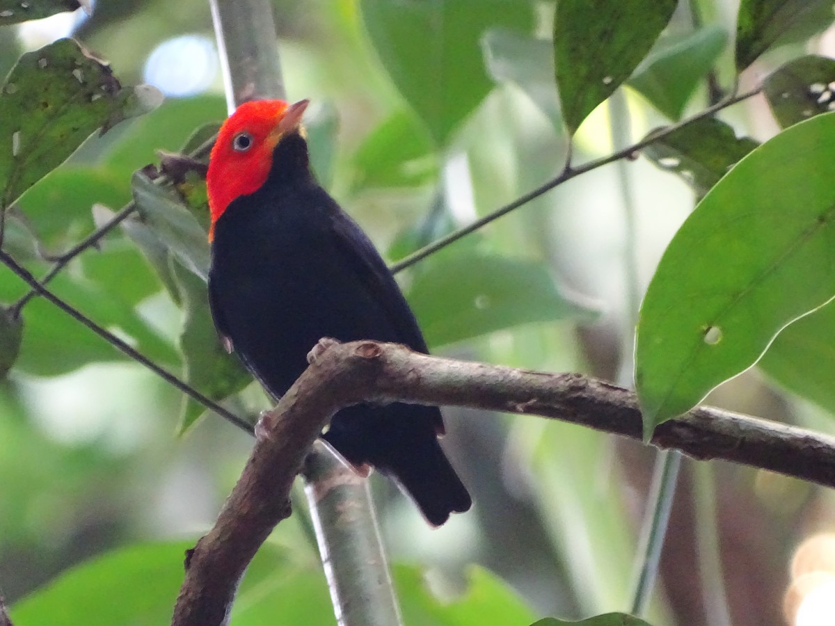 Red-capped Manakin - ML140569501