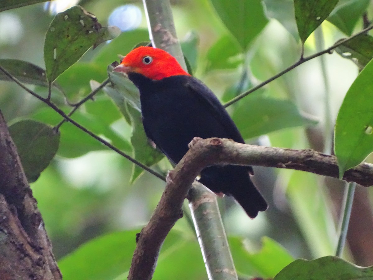 Red-capped Manakin - ML140569521