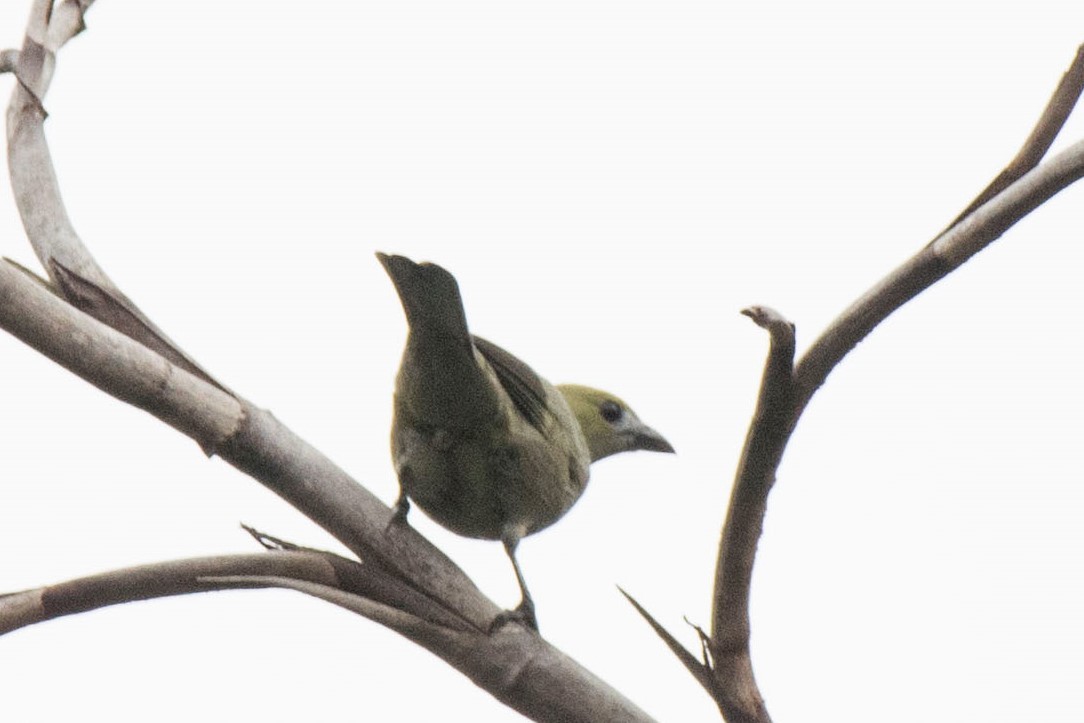 Palm Tanager - ML140569661