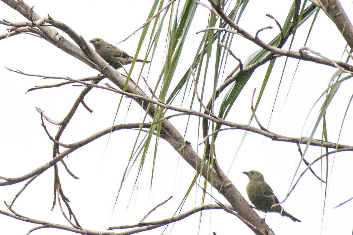 Palm Tanager - ML140569671