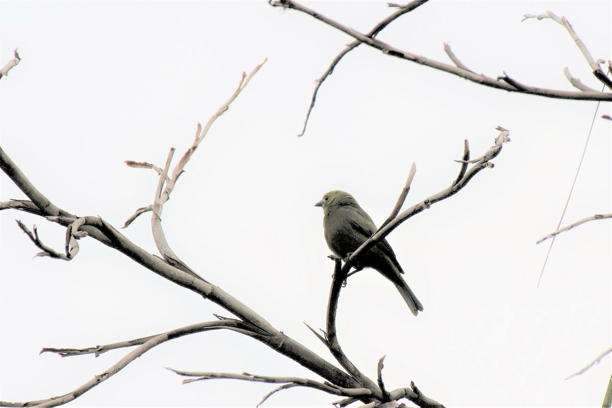 Palm Tanager - ML140569681