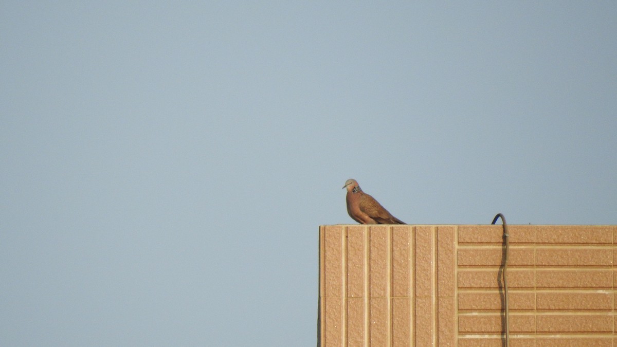 Spotted Dove (Eastern) - 士訓 陳_Y