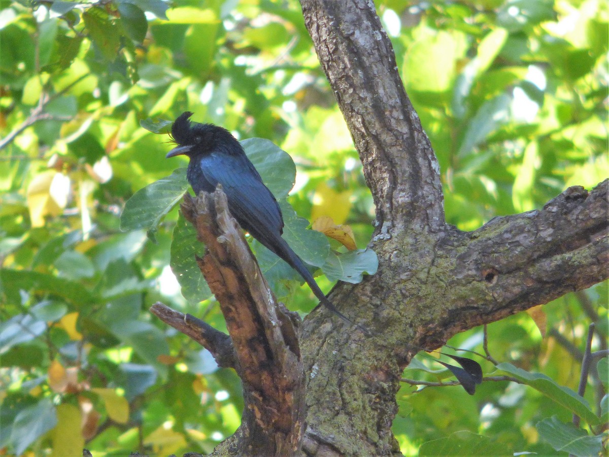 Greater Racket-tailed Drongo - ML140572371
