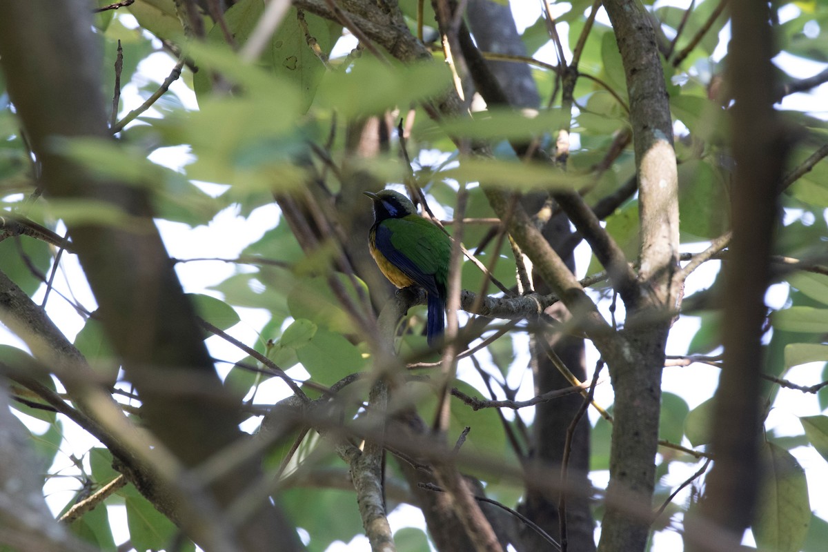 Orange-bellied Leafbird - Jonathan Yoerger