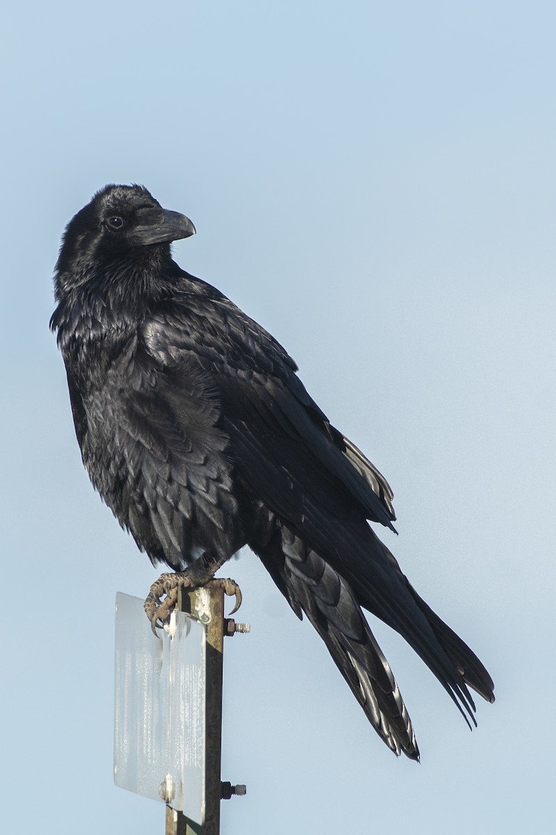 Common Raven - ML140574641
