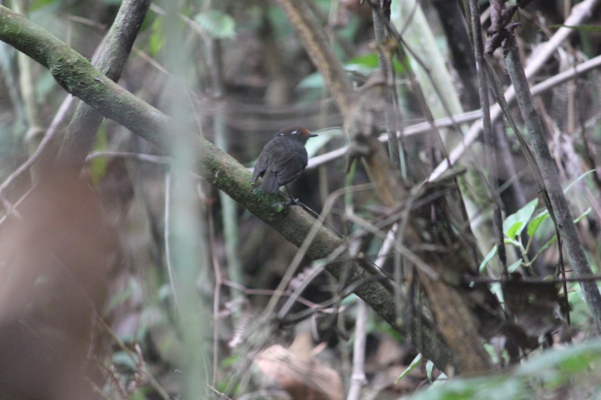 Chestnut-crowned Gnateater - ML140576411