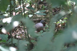 Little Tinamou, ML140577291