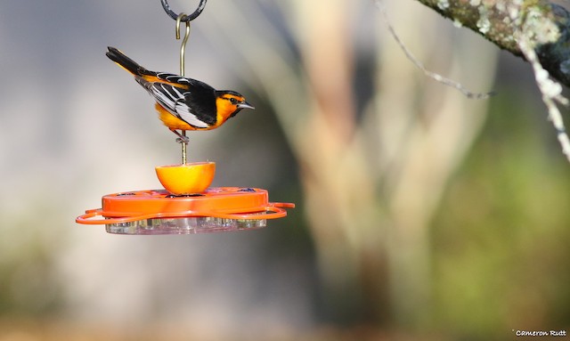 Orioles of Wisconsin (2 Species to Know)