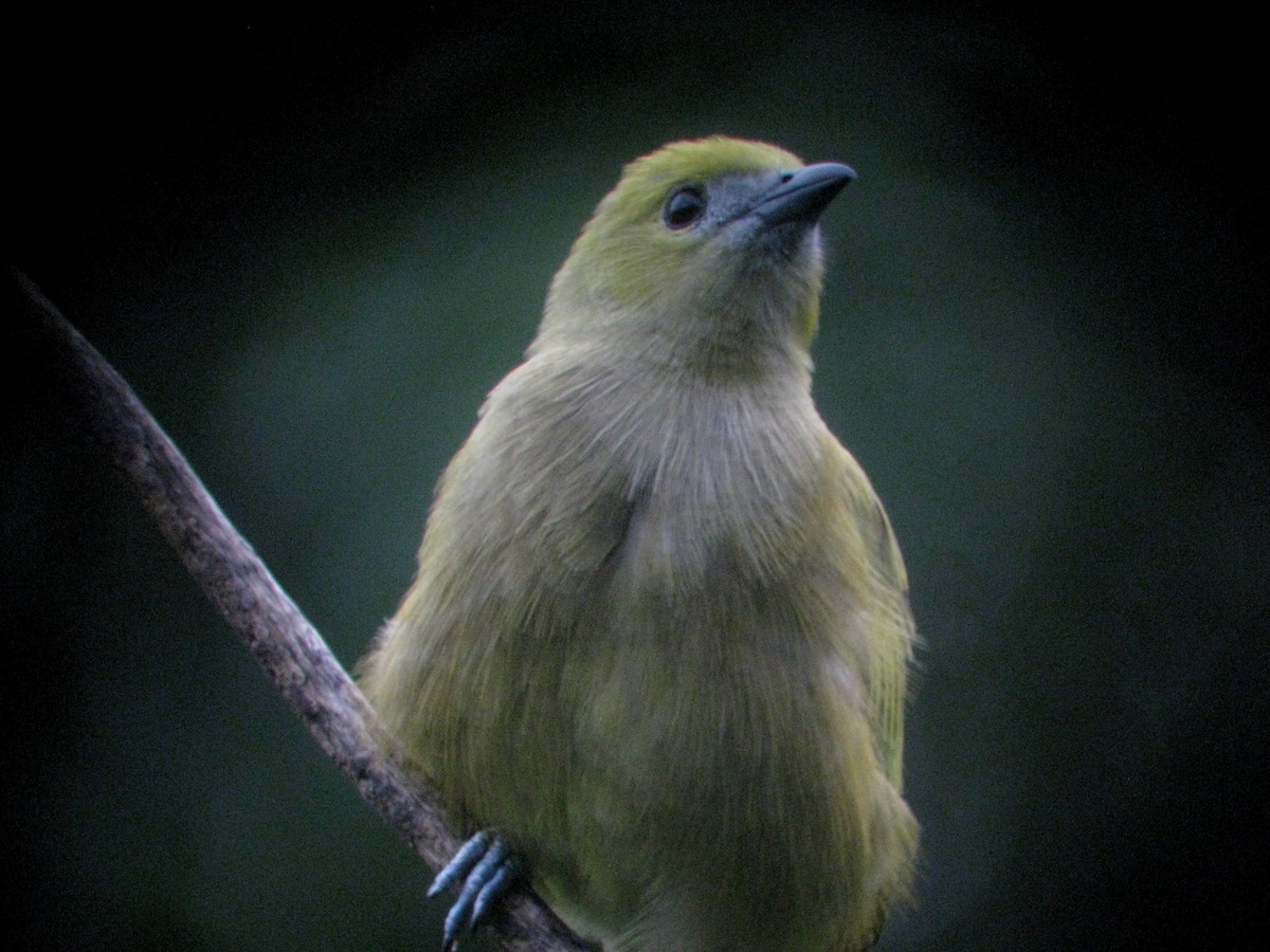Palm Tanager - Charlene Glacy