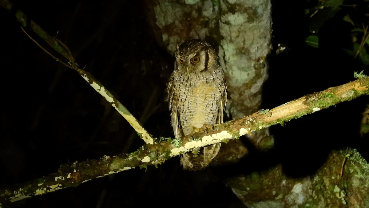 Tropical Screech-Owl - Jorge Muñoz García   CAQUETA BIRDING
