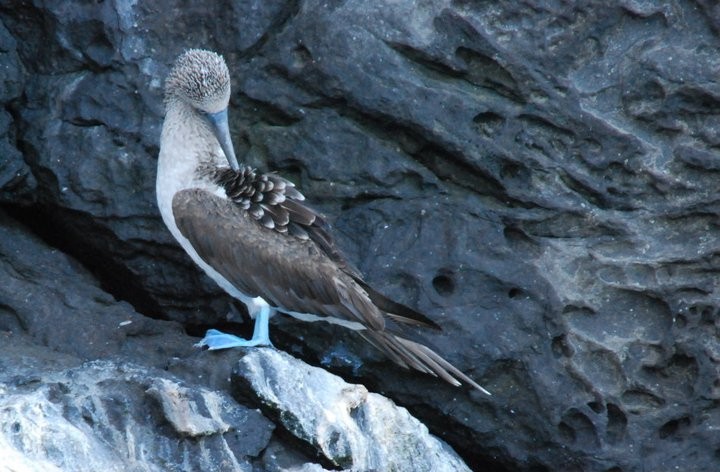 Blue-footed Booby - John Cassell