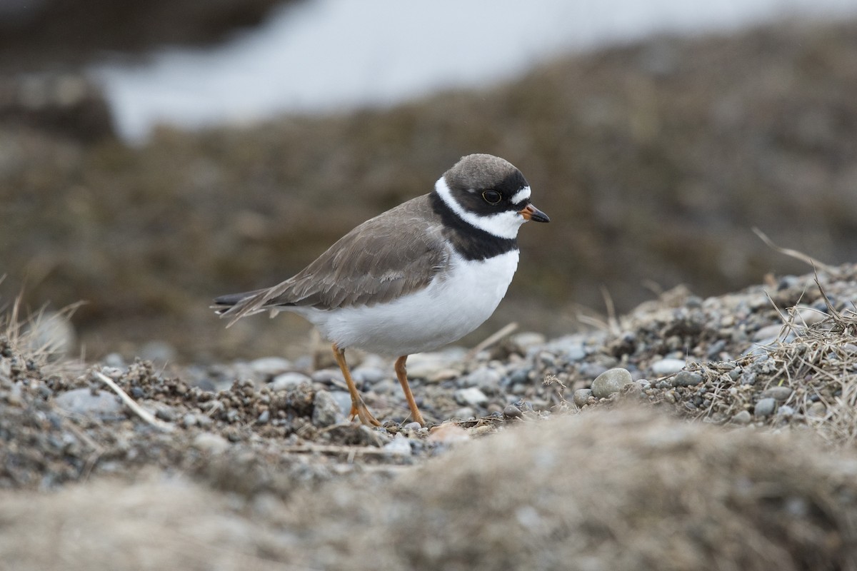 Semipalmated Plover - ML140583981