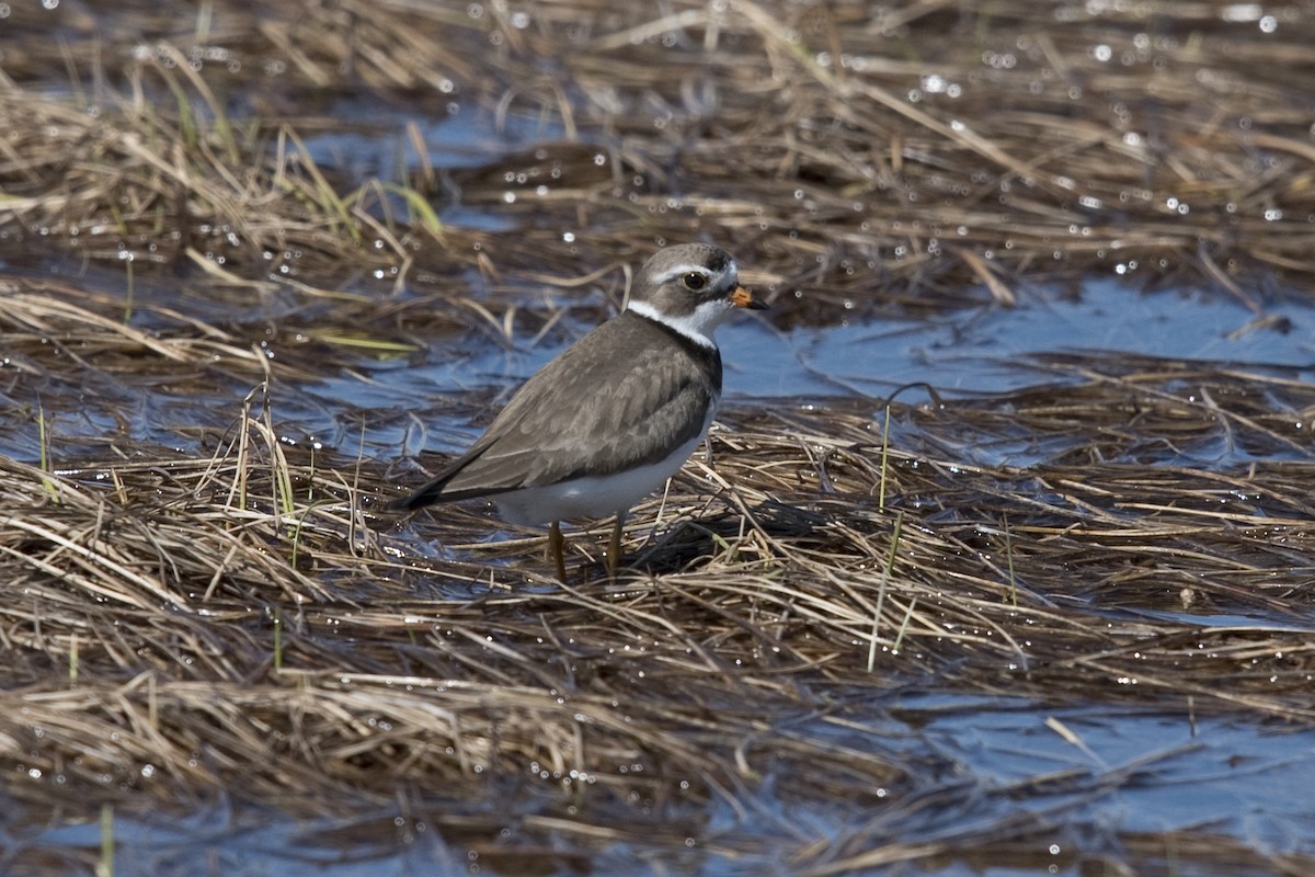 Common Ringed Plover - ML140585151