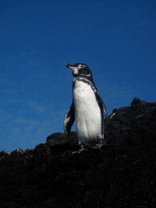 Galapagos Penguin - John Cassell