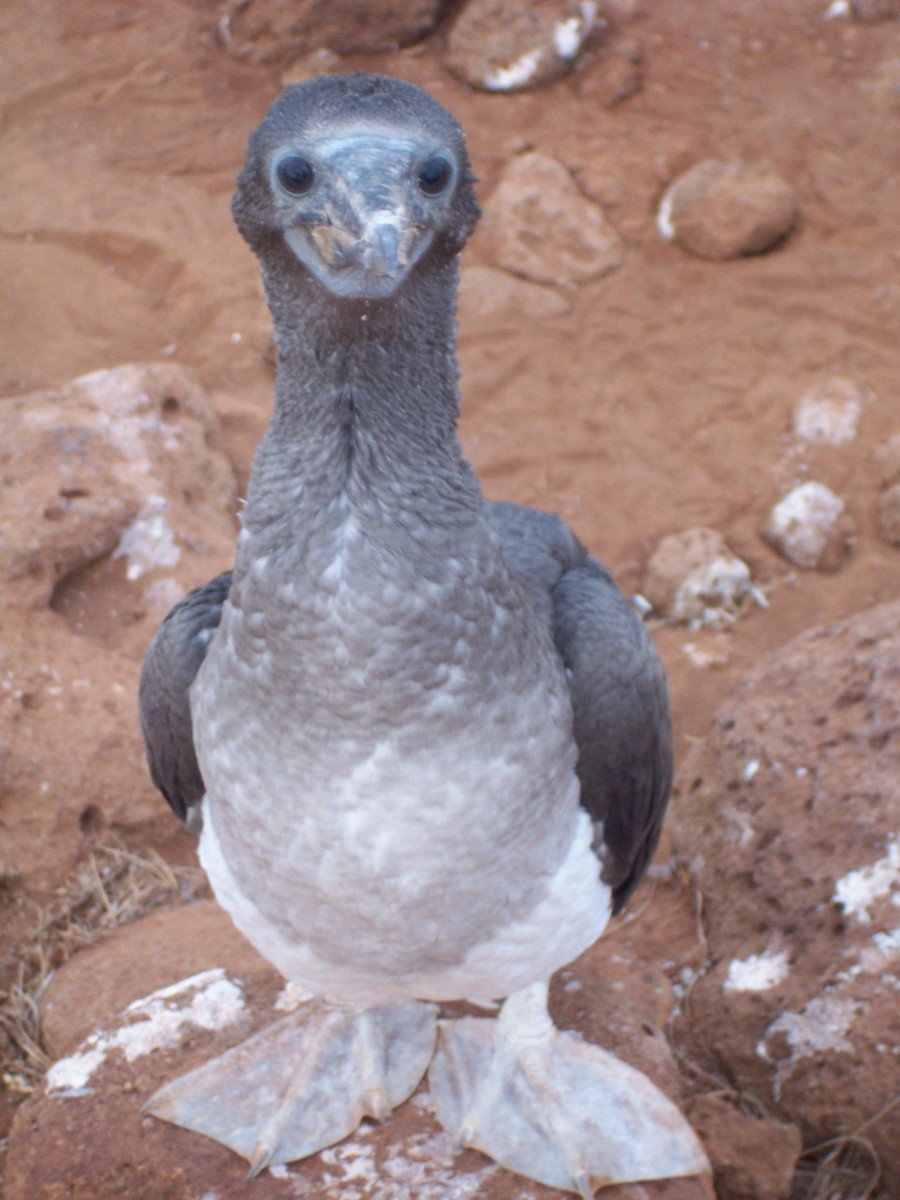 Blue-footed Booby - John Cassell