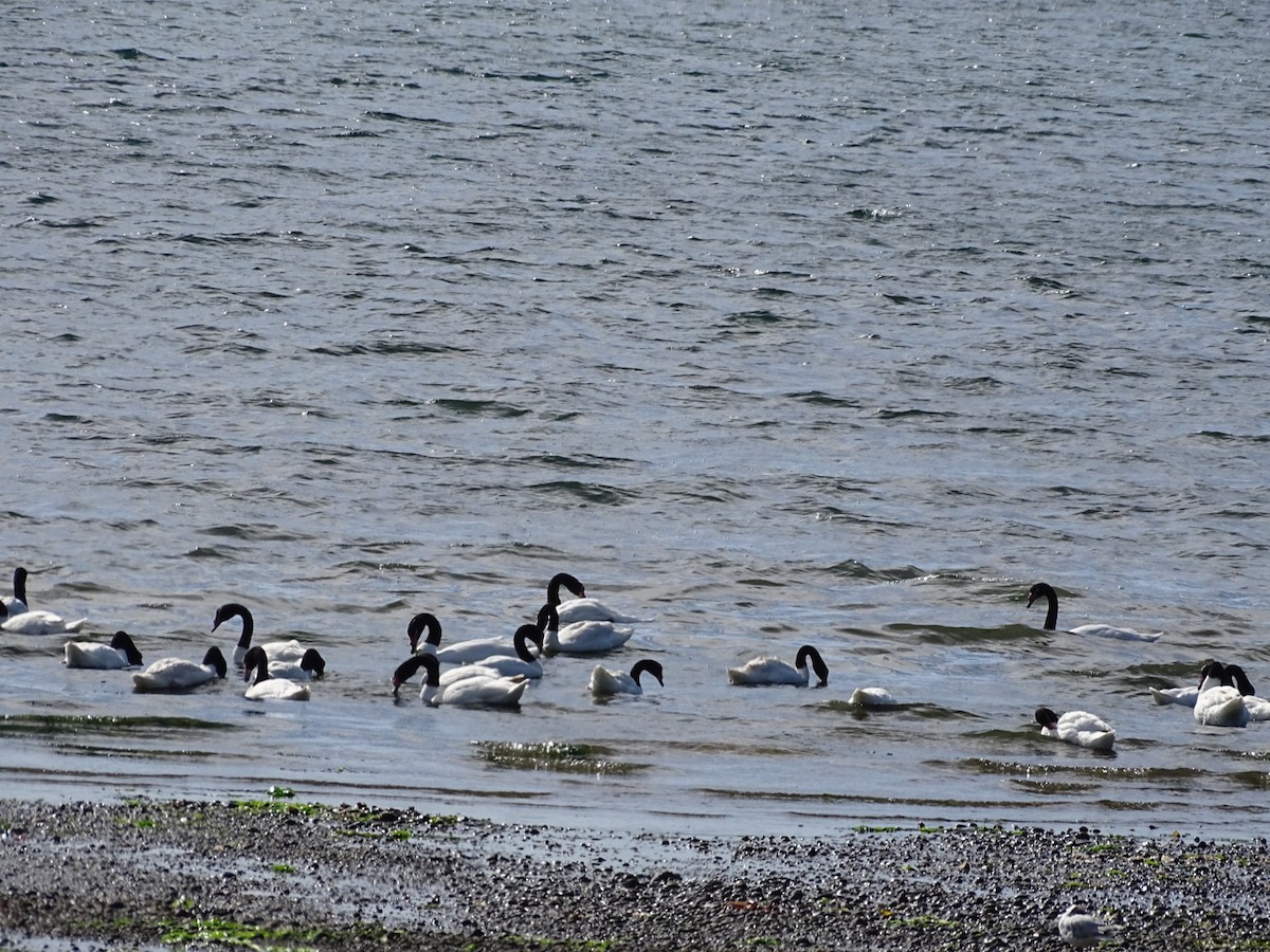 Black-necked Swan - ML140587071