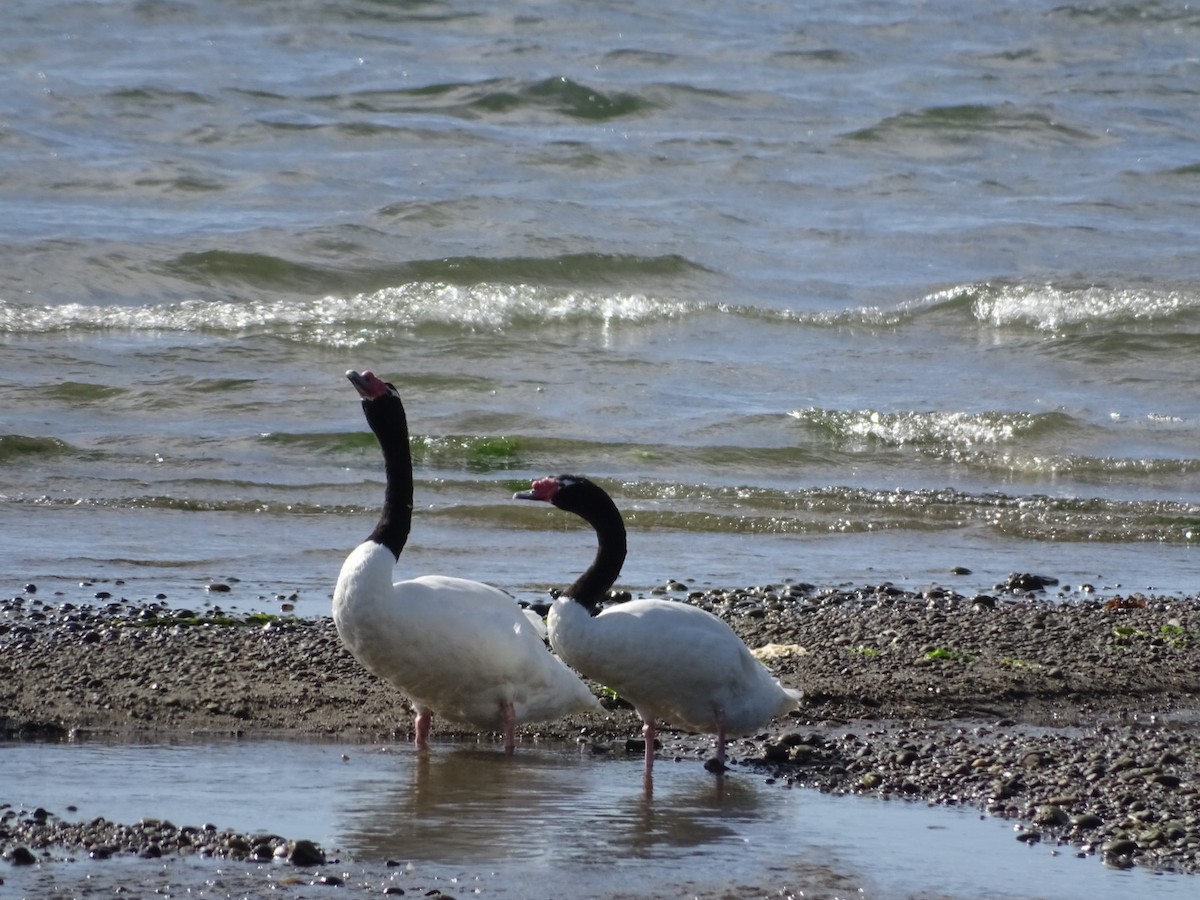 Black-necked Swan - ML140587121