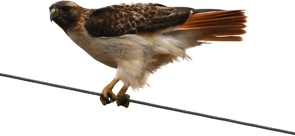 Red-tailed Hawk - ML140587291