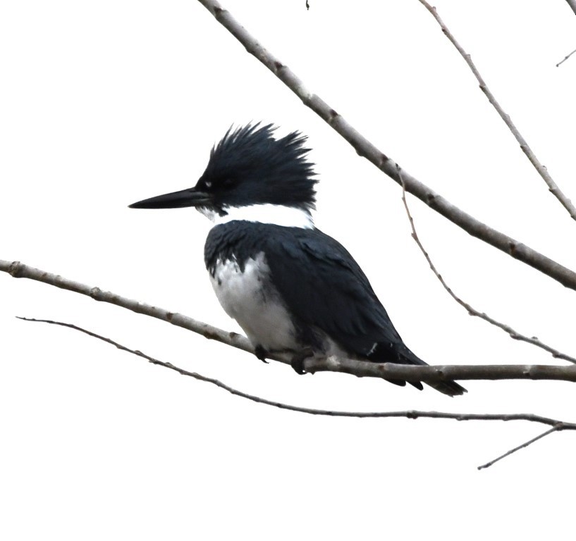 Belted Kingfisher - ML140587351