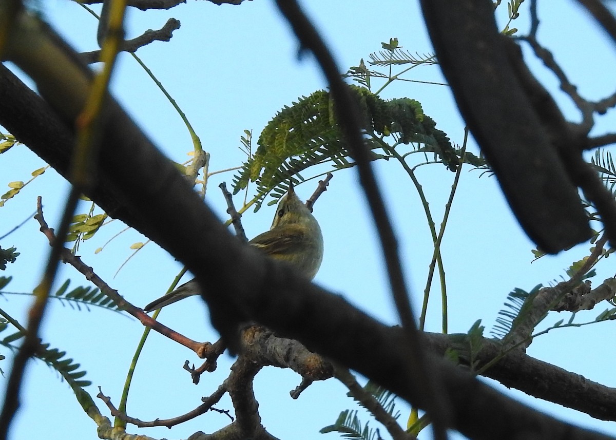Hume's Warbler - Mark Smiles