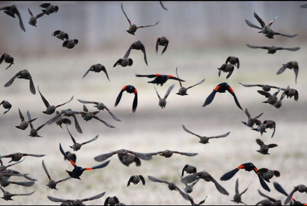 Red-winged Blackbird - Steve Davis