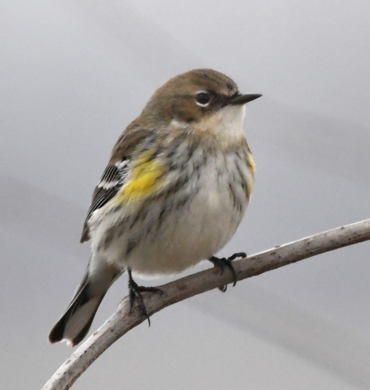 Yellow-rumped Warbler (Myrtle) - Steve Davis