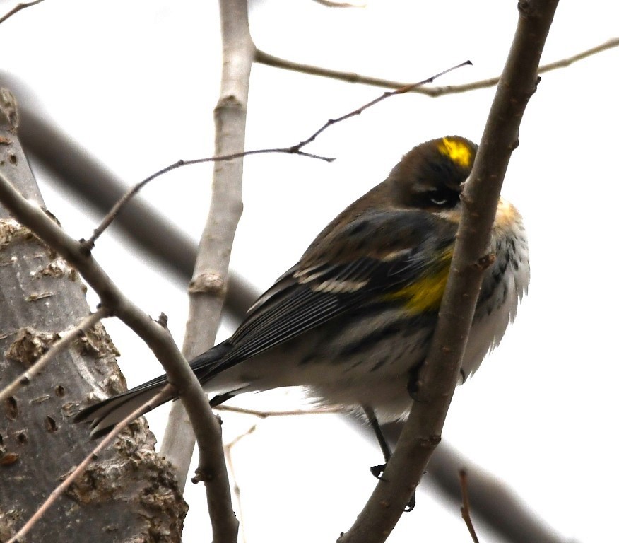 Yellow-rumped Warbler (Myrtle) - ML140588511