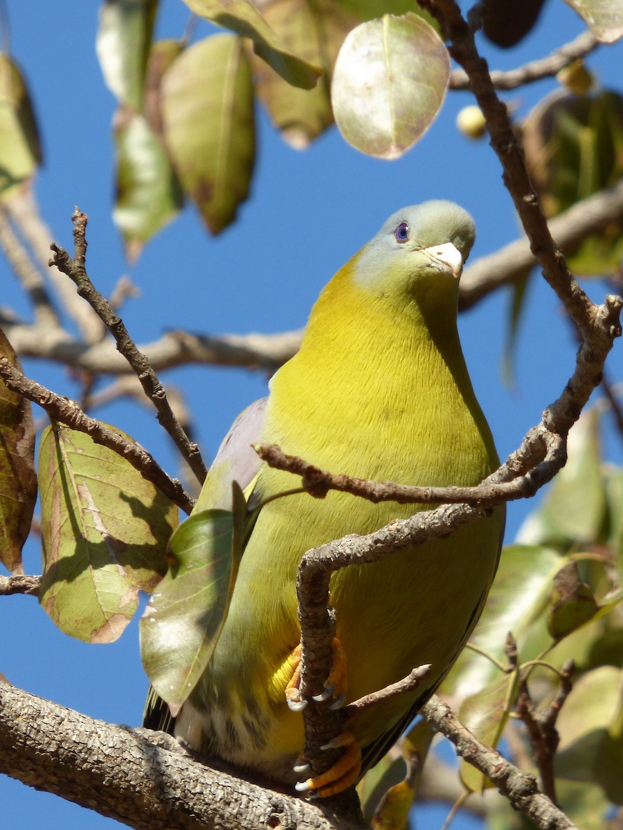 Yellow-footed Green-Pigeon - Rustom Jamadar