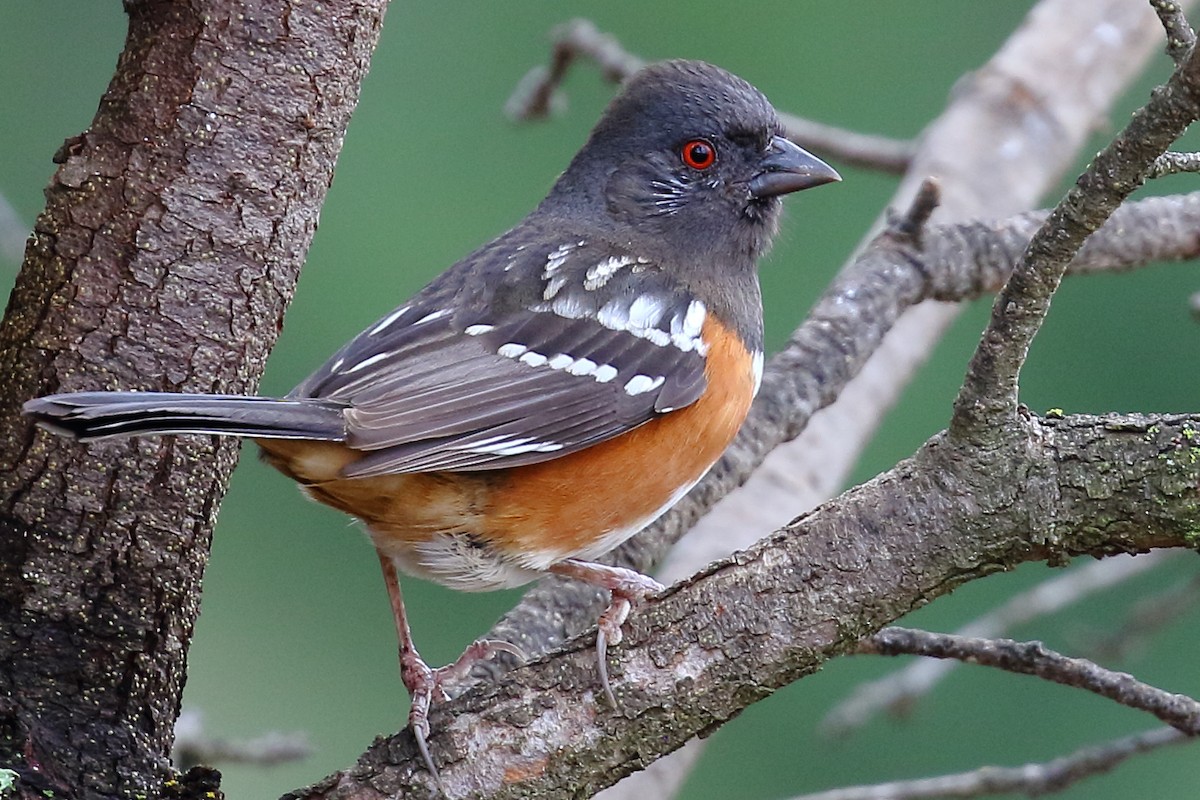 Spotted Towhee - ML140591031