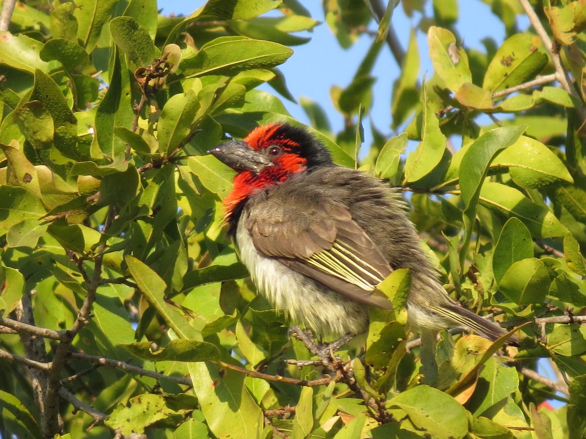 Black-collared Barbet - Stephanie  Wallace