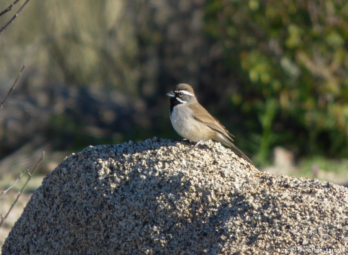 Black-throated Sparrow - Jonathan  Vargas
