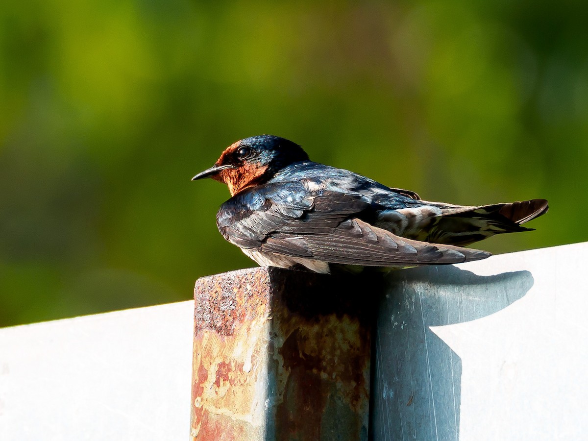 Pacific Swallow - ML140592001