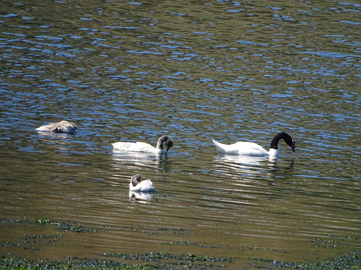 Black-necked Swan - ML140592141